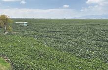 Buscan recuperar la laguna de Zumpango