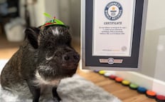 “Merlín”, el mini cerdo que rompió un Récord Guinness; conoce la peculiar razón