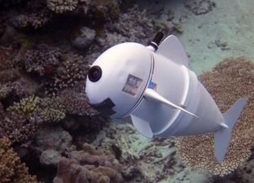 Conoce a "SoFi", el pez robótico del MIT para documentar la vida marina