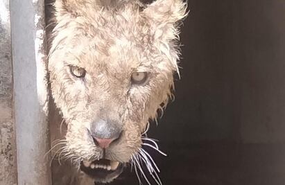 Trasladan a Hidalgo a león africano hallado en predio de Chalco 