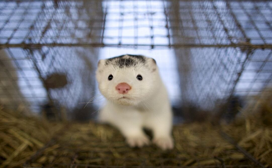 Los científicos consideran que la posibilidad de que los animales transmitan el Covid-19 es baja - Foto: Diego Azubel/EFE