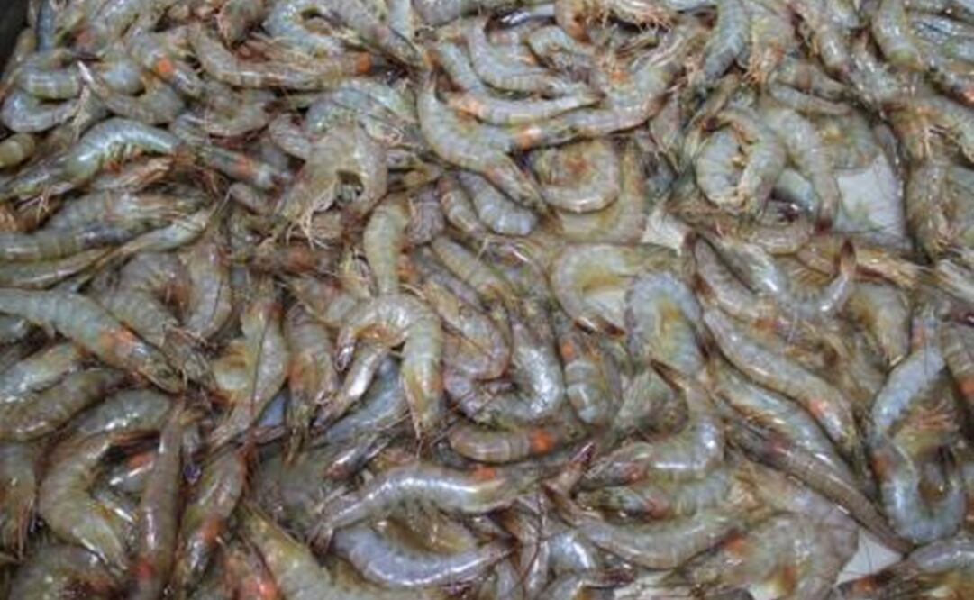 Foto: Archivo/EL UNIVERSAL