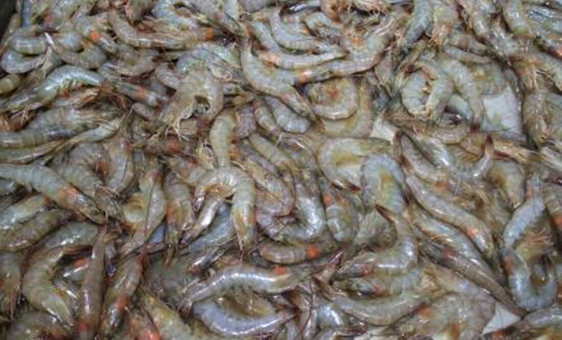 Foto: Archivo/EL UNIVERSAL