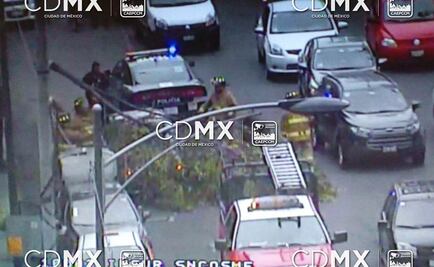Reportan caída de 4 árboles en CDMX