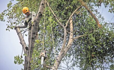 Arranca ÁO plan para el manejo de  muérdago