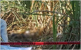 Identifican restos humanos hallados en la zona montañosa de Veracruz; la víctima desapareció tras abordar un taxi