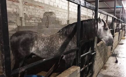 Aseguran caballos pura sangre en rancho de presunto líder de "Los Rojos" en Puebla