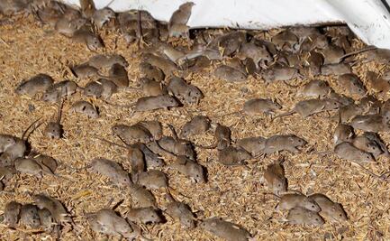 Plaga de ratones obliga a cárcel a evacuar presos en Australia