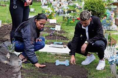 Mueren por maltrato 60 mil mascotas en México