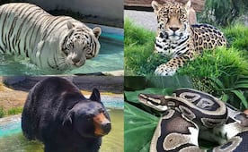 Así es Animal Experience México; el refugio de donde escapó tigre de bengala "Kenzo" y que murió durante su captura