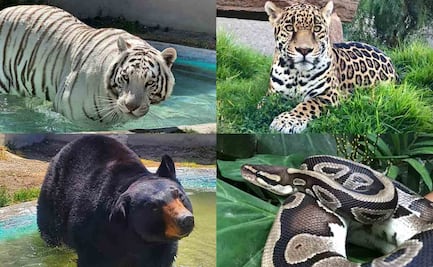 Así es Animal Experience México; el refugio de donde escapó tigre de bengala "Kenzo" y que murió durante su captura