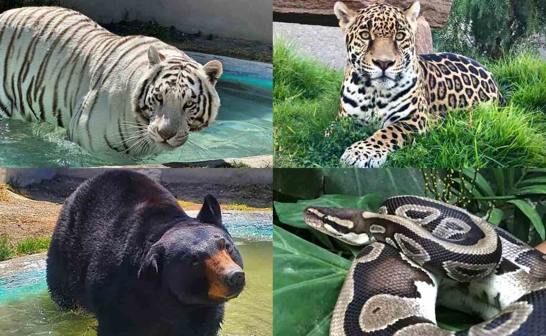 Tigre de bengala, jaguar, oso y serpiente, algunos de los animales de Animal Experience México. Foto: Facebook Animal Experience México