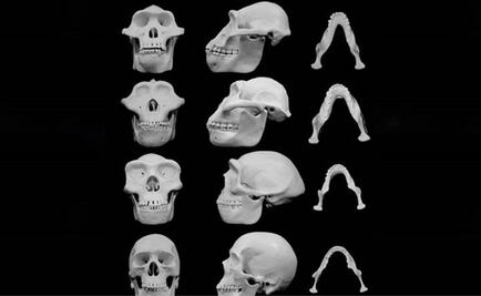 Rostro humano ha evolucionado en función del tamaño del cerebro