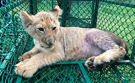 Decomisan miles de animales salvajes tras operativo en 109 países