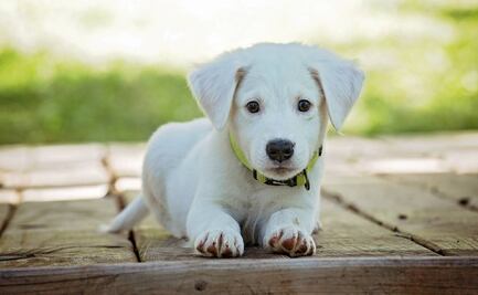 ¡De película! Perrito sobrevive casi un mes solo para volver con antiguo dueño que lo dio en adopción