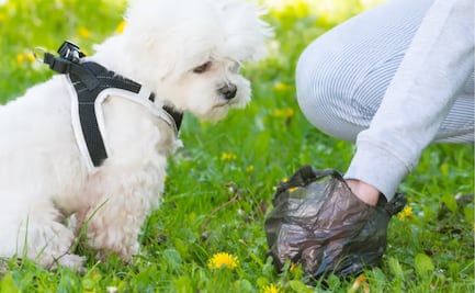 ¿Cómo desechar correctamente las heces de tu perro o gato? Sigue estos pasos