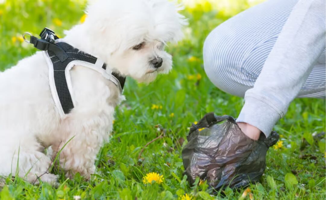 Conoce la manera correcta de desechar las heces de tus mascotas. Foto: Wamiz