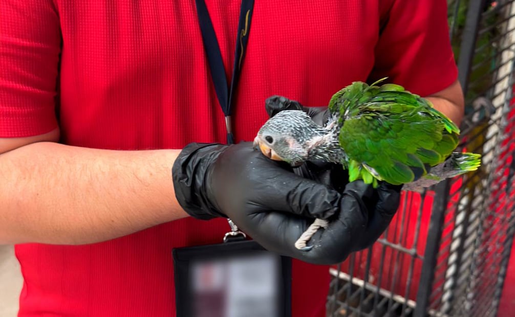 La Profepa informó que los ejemplares de Amazona albifrons están siendo atendidos para que, una vez recuperados, se determine su destino final. Foto: Especial