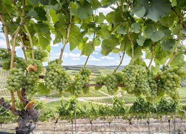 Descubre los vinos de la D.O. Rueda y su versatilidad