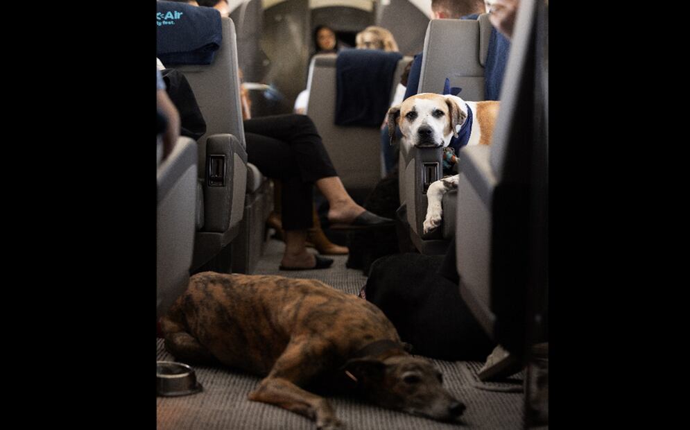 Una aerolínea llamada 'Bark Air' (Air Ladrido) se ha estrenado como alternativa para perros muy VIP. Foto: Bark Air / EFE