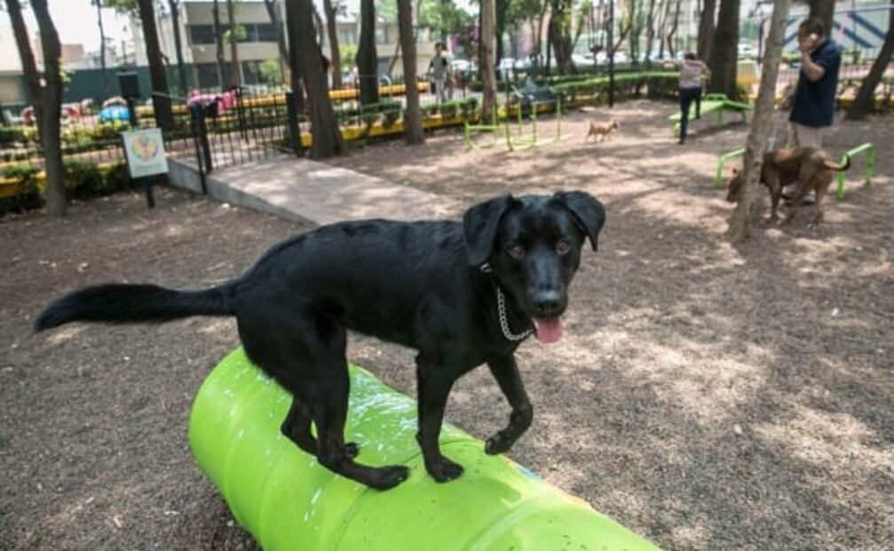 Estos son los mejores parques para perros en CDMX y Zona Metropolitana