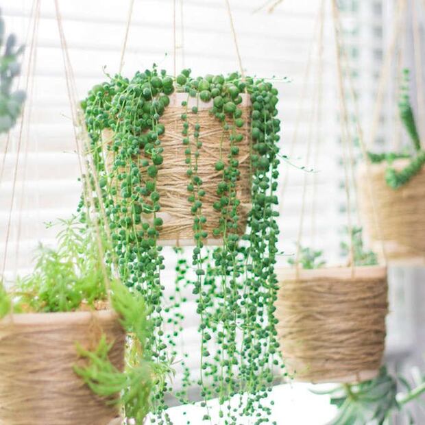 El encanto y la energía positiva de la planta Rosario. Fuente: Freepik.