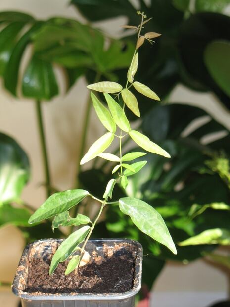 Oye Karen, tómate una infusión de uña de gato; estos son los beneficios