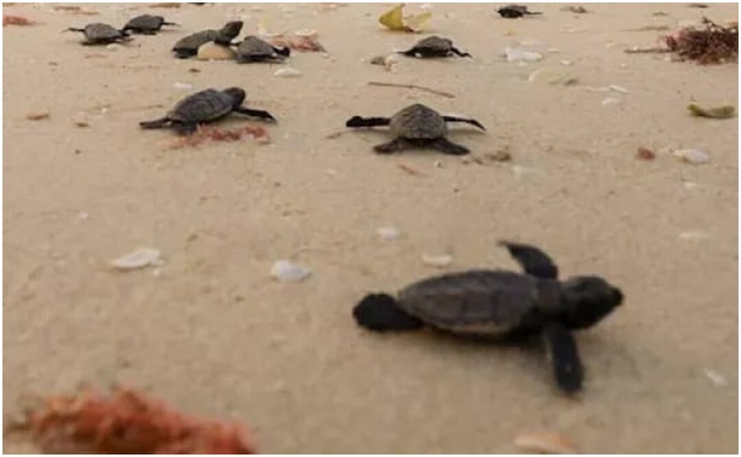 Hasta el momento a lo largo de la costa yucateca se han contabilizado casi mil nidos de tortuga. Foto: Especial