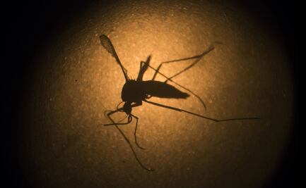 Los mosquitos modificados genéticamente contra el dengue respaldados por Bill Gates