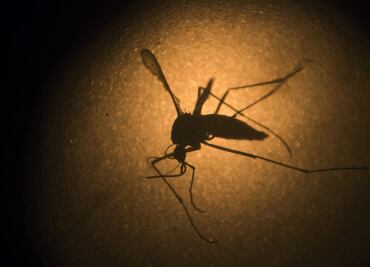 Los mosquitos modificados genéticamente contra el dengue respaldados por Bill Gates