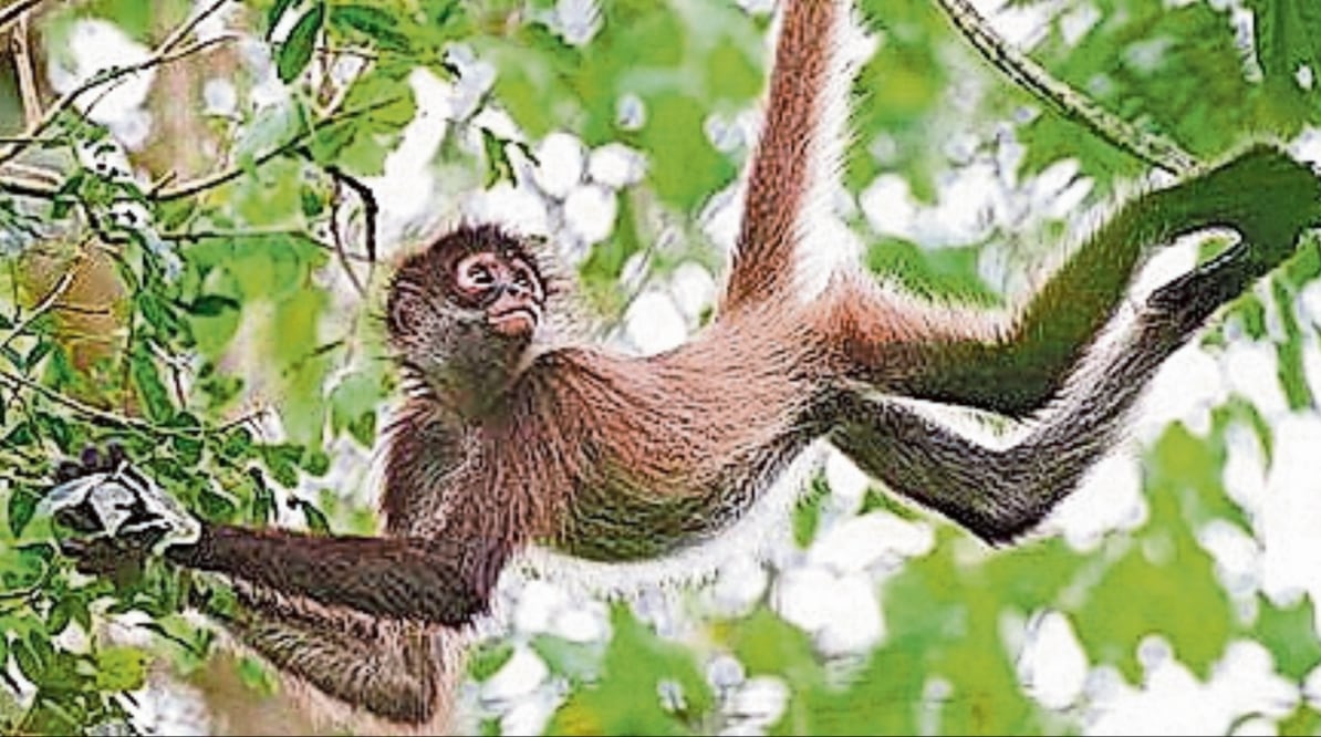 Profepa y Meta aplicaron medidas tras detectar diferentes espacios en los que se venden ejemplares de vida silvestre o sus derivados como pieles, colmillos, plumas, esqueletos, etc. Foto: Especial
