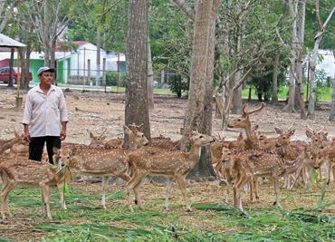 Fallo de juez impide salvar a venados de ingenio en Tabasco