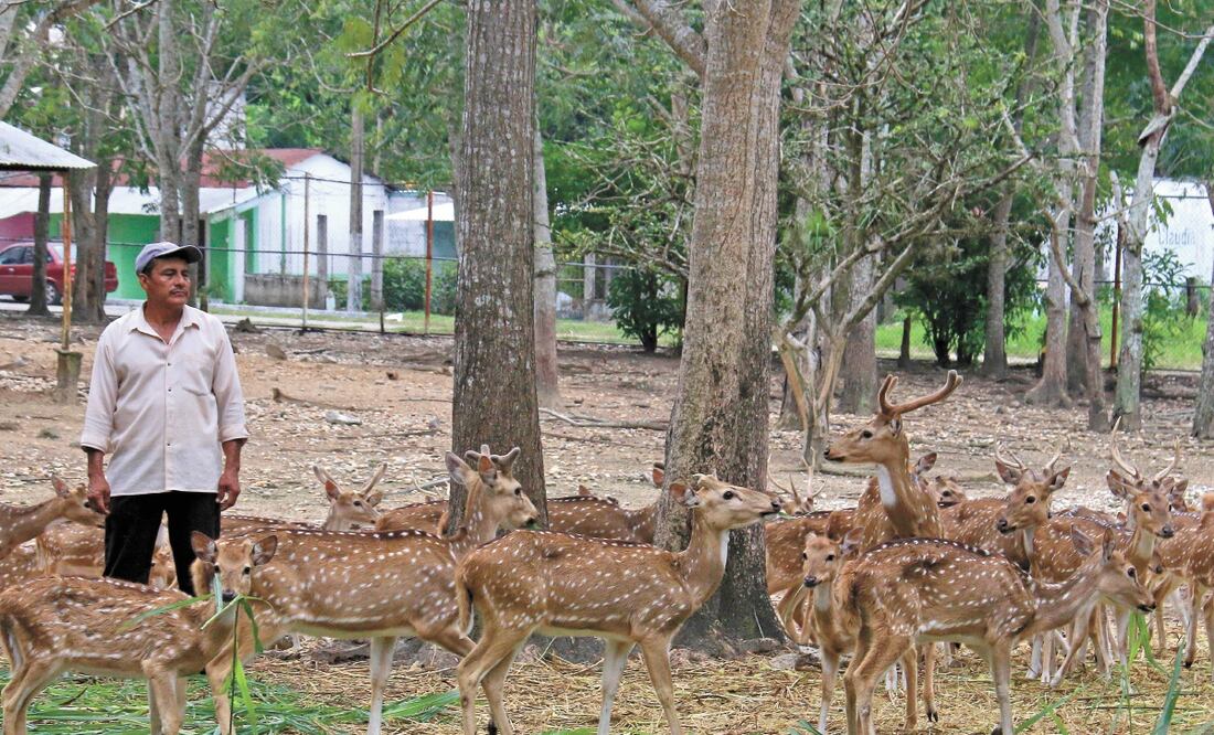 Expertos lamentan que los animales sean tratados como objetos. Foto: LUMA LÓPEZ. EL UNIVERSAL