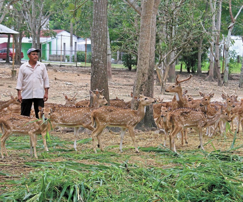 Expertos lamentan que los animales sean tratados como objetos. Foto: LUMA LÓPEZ. EL UNIVERSAL