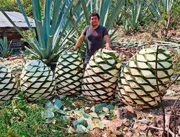 Era Trump pega a productores de totopos y mezcal en Oaxaca