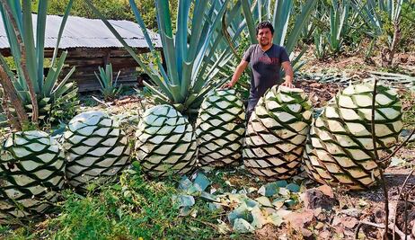 Era Trump pega a productores de totopos y mezcal en Oaxaca