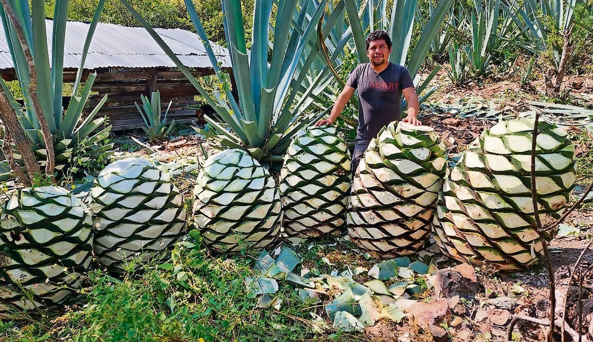 Héctor Galindo comenzó a exportar su mezcal artesanal SNUVIKO en 2021; sin embargo, desde que comenzaron las redadas en EU sus pedidos se han reducido drásticamente. Foto: Especial