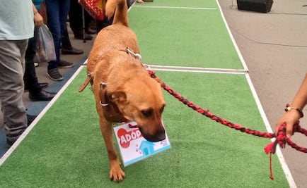 Arranca Feria de Adopción de perros rescatados en Glorieta de Insurgentes