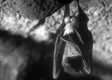 Nueva especie de ébola en murciélagos podría infectar a las personas