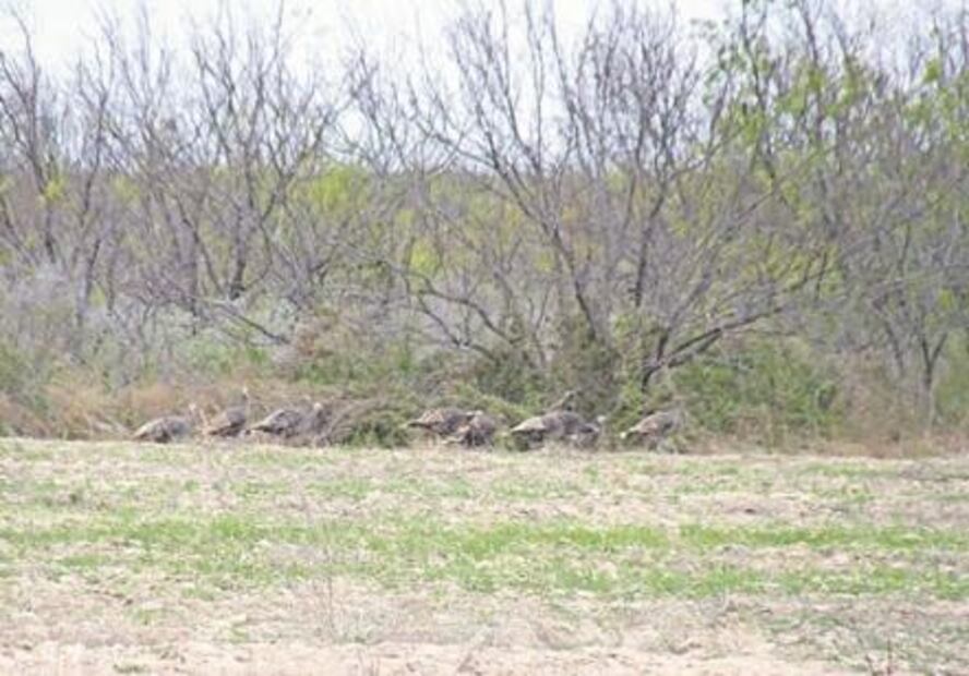 En peligro. El muro dañaría flora y fauna