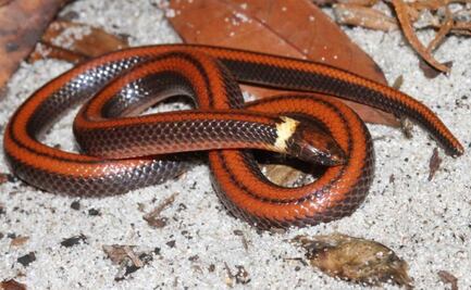 Descubren nueva especie de serpiente en Paraguay, sólo se han visto tres de ellas