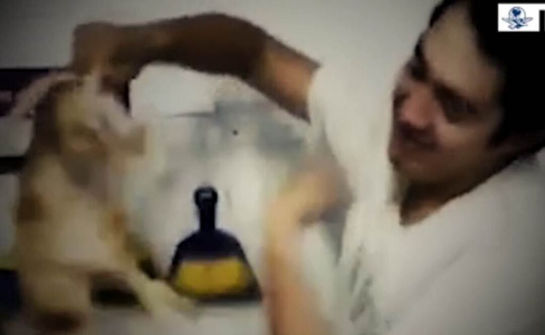 Maskota denuncia a ex empleados por maltrato animal 