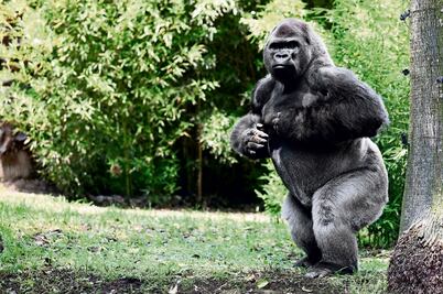 'Bantú' tenía problemas para procrear, dice la UNAM 