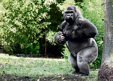 'Bantú' tenía problemas para procrear, dice la UNAM