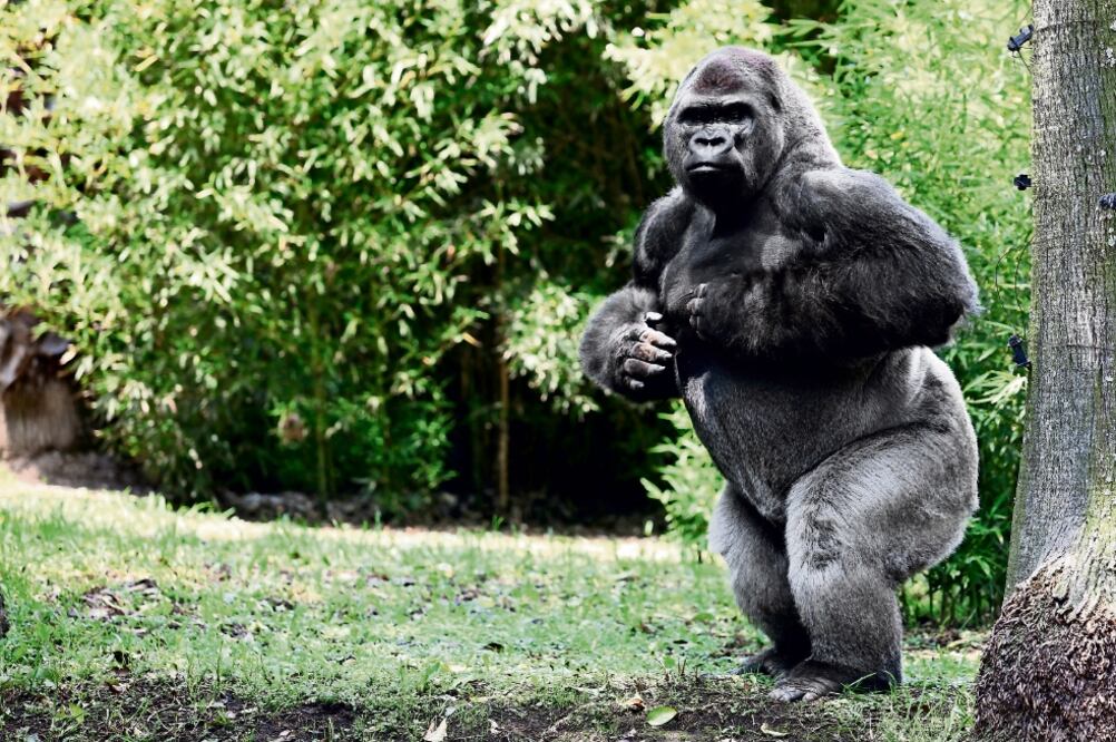 De acuerdo con los análisis de la universidad, el viaje de Bantú a Guadalajara no garantizaba que se realizara una concepción (ARCHIVO EL UNIVERSAL)