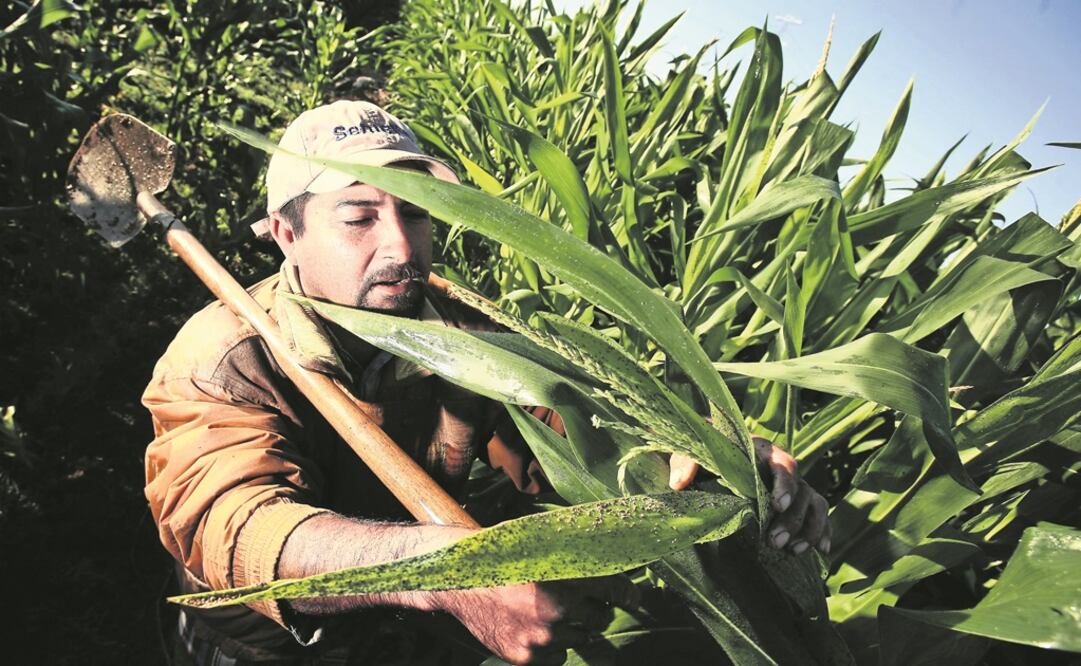 Ola de calor afecta prodcucción de mazi. FOTO: EL UNIVERSAL