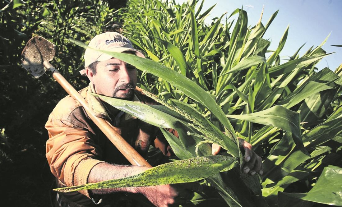 El desarrollo de nuevas variedades de cultivos mejor adaptadas a las nuevas condiciones climáticas es vital para el futuro de la producción alimentaria. FOTO:Archivo/ EL UNIVERSAL