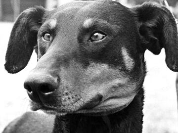 Encuentran cadáver de perrito con señales de tortura en Bosque de Nativitas