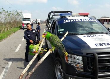 Rescatan a dos ejemplares de loro en Tabasco