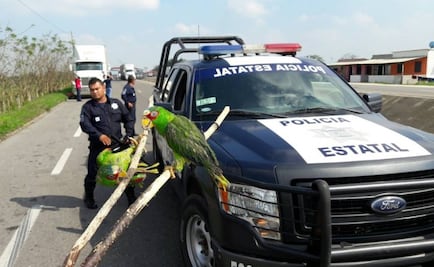 Rescatan a dos ejemplares de loro en Tabasco